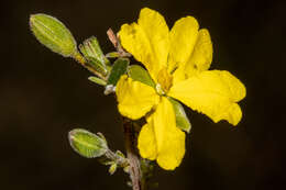 Plancia ëd Hibbertia australis N. A. Wakefield