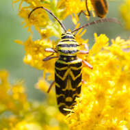Image of Locust Borer