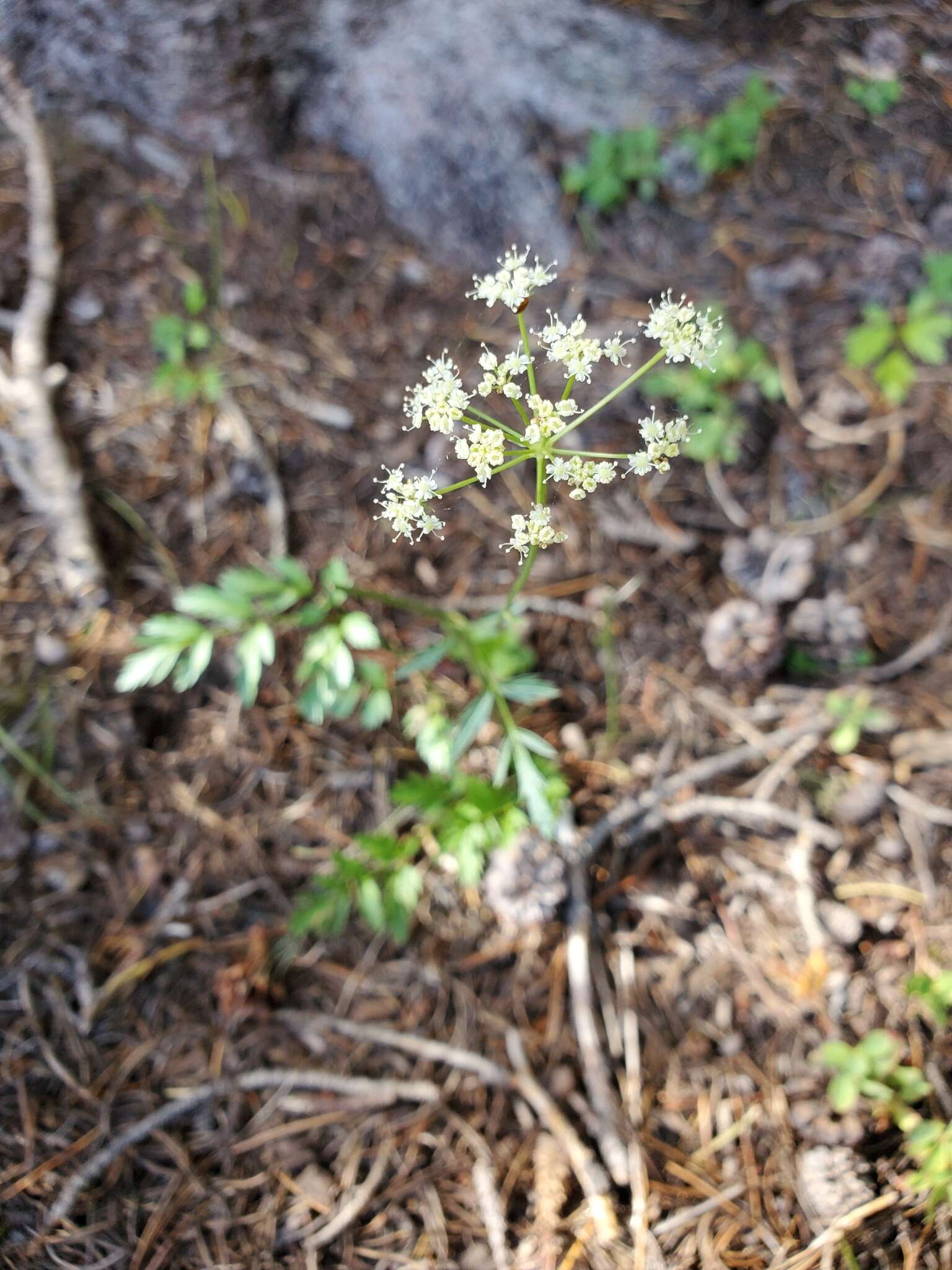 Image of Gray's licorice-root