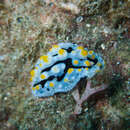 Image of Phyllidia exquisita Brunckhorst 1993