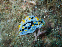 Image of Phyllidia exquisita Brunckhorst 1993