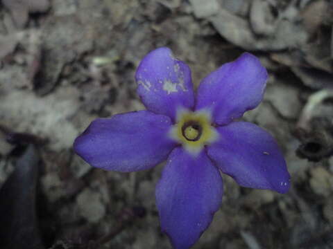 صورة Voyria truncata (Standl.) Standl. & Steyerm.