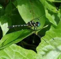 Tetrathemis platyptera Selys 1878 resmi