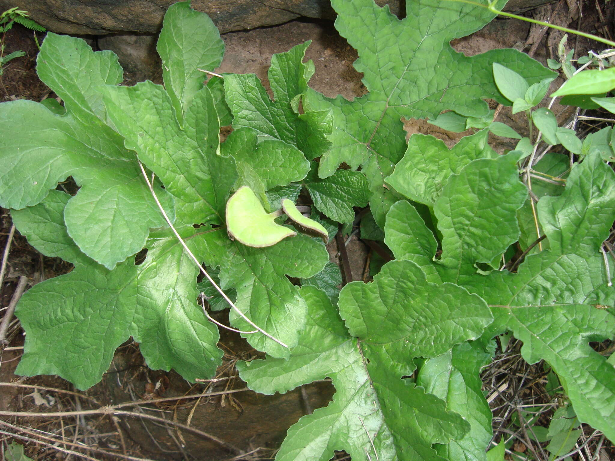 Image of Dorstenia arifolia Lam.