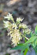 Image de Aesculus glabra var. arguta (Raf.) B. L. Robins.