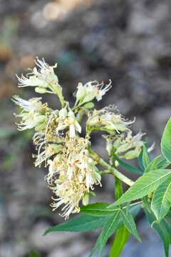 صورة Aesculus glabra var. arguta (Raf.) B. L. Robins.