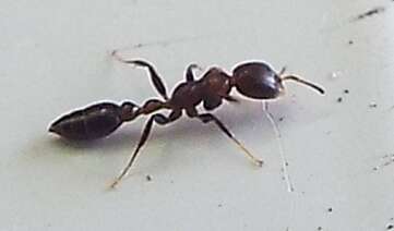 Image of Pseudomyrmex ejectus (Smith 1858)