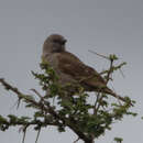 Image of Swahili Sparrow