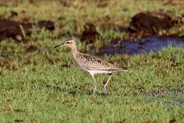 Image of Little Curlew