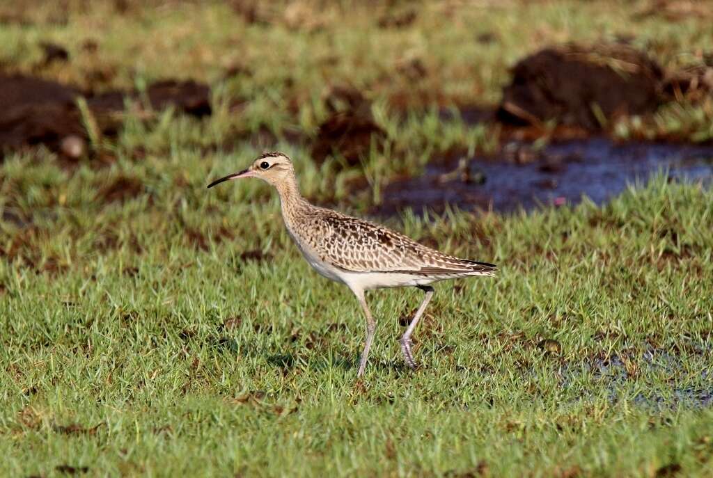 Image of Little Curlew