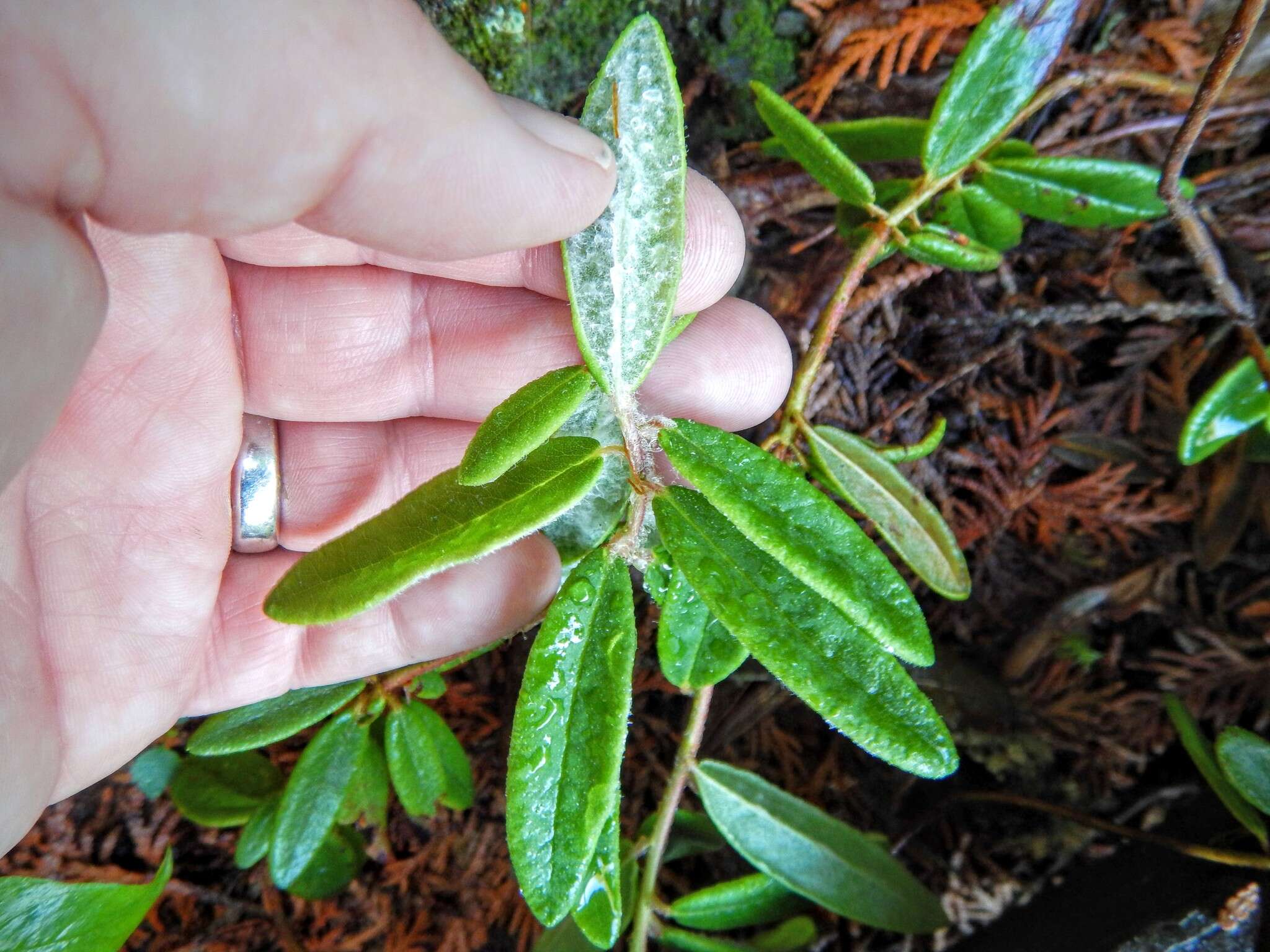 Image of Rusty Labrador-Tea