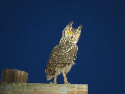 صورة Bubo africanus africanus (Temminck 1821)