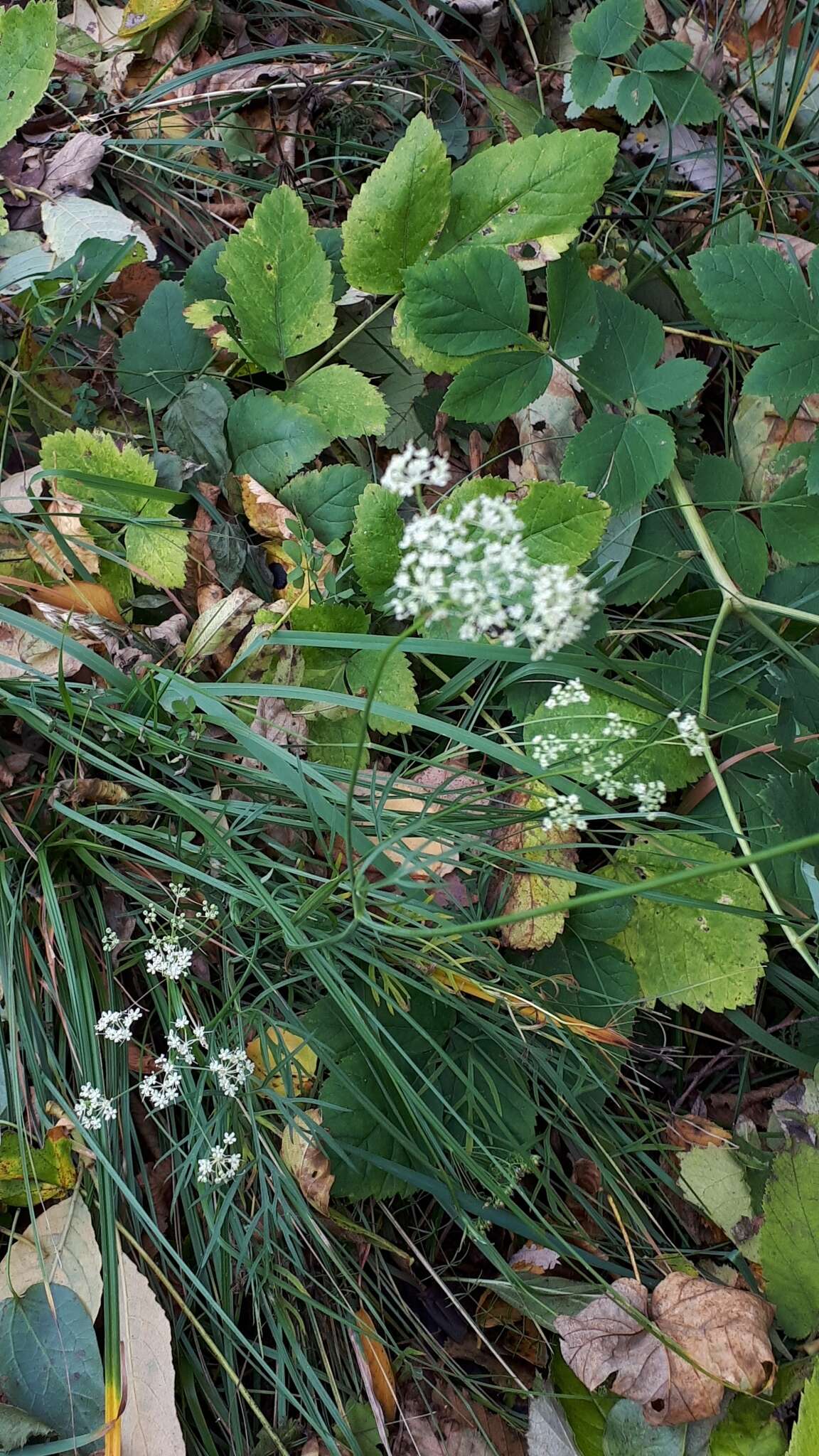 Слика од Dichoropetalum schottii (Besser ex DC.) Pimenov & Kljuykov