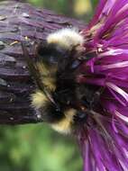 Image of Golden-belted Bumble Bee