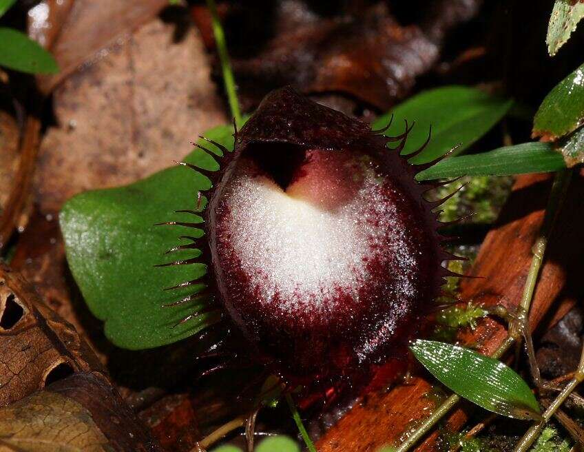 Image of Bristly helmet orchid