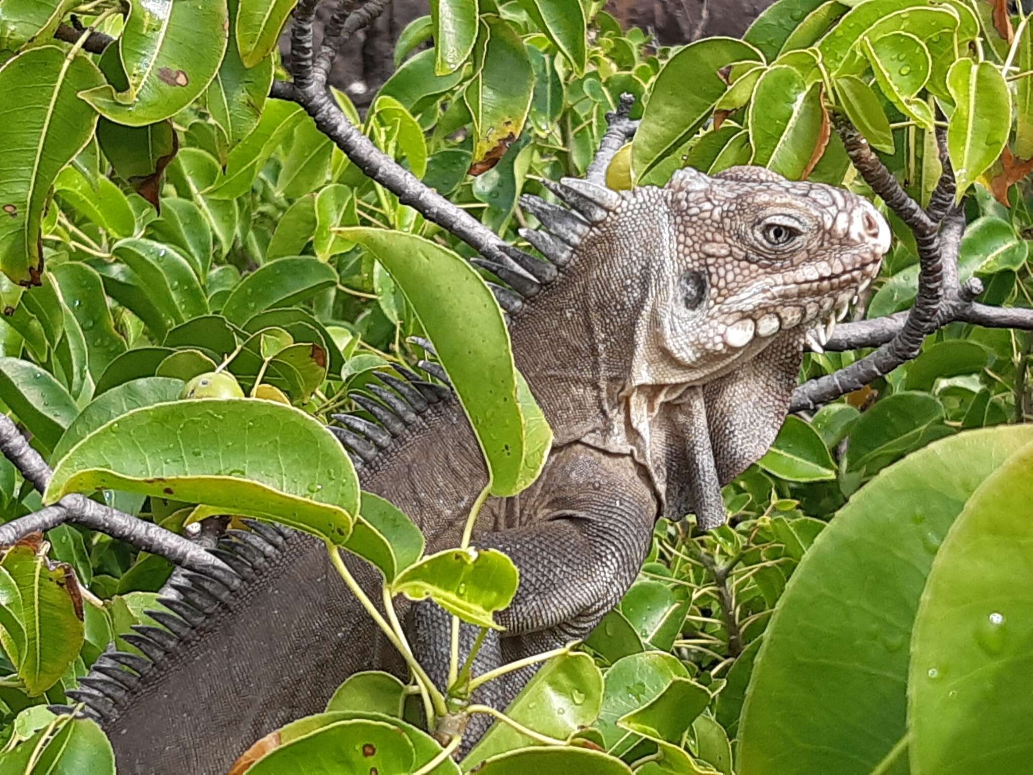 Image of West Indian Iguana