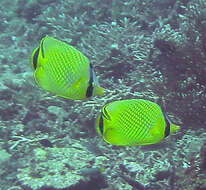 Image of Latticed Butterflyfish