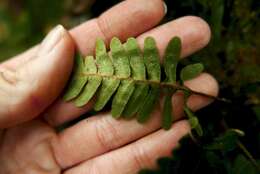 Image of resurrection fern