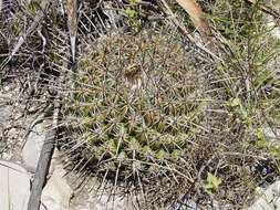 Sivun Thelocactus conothelos subsp. conothelos kuva