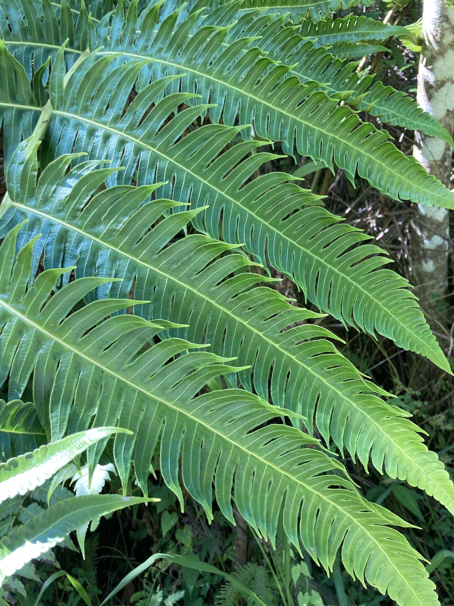 Imagem de Cyathea horrida (L.) Sm.