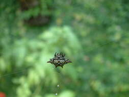 Image of Gasteracantha taeniata (Walckenaer 1841)