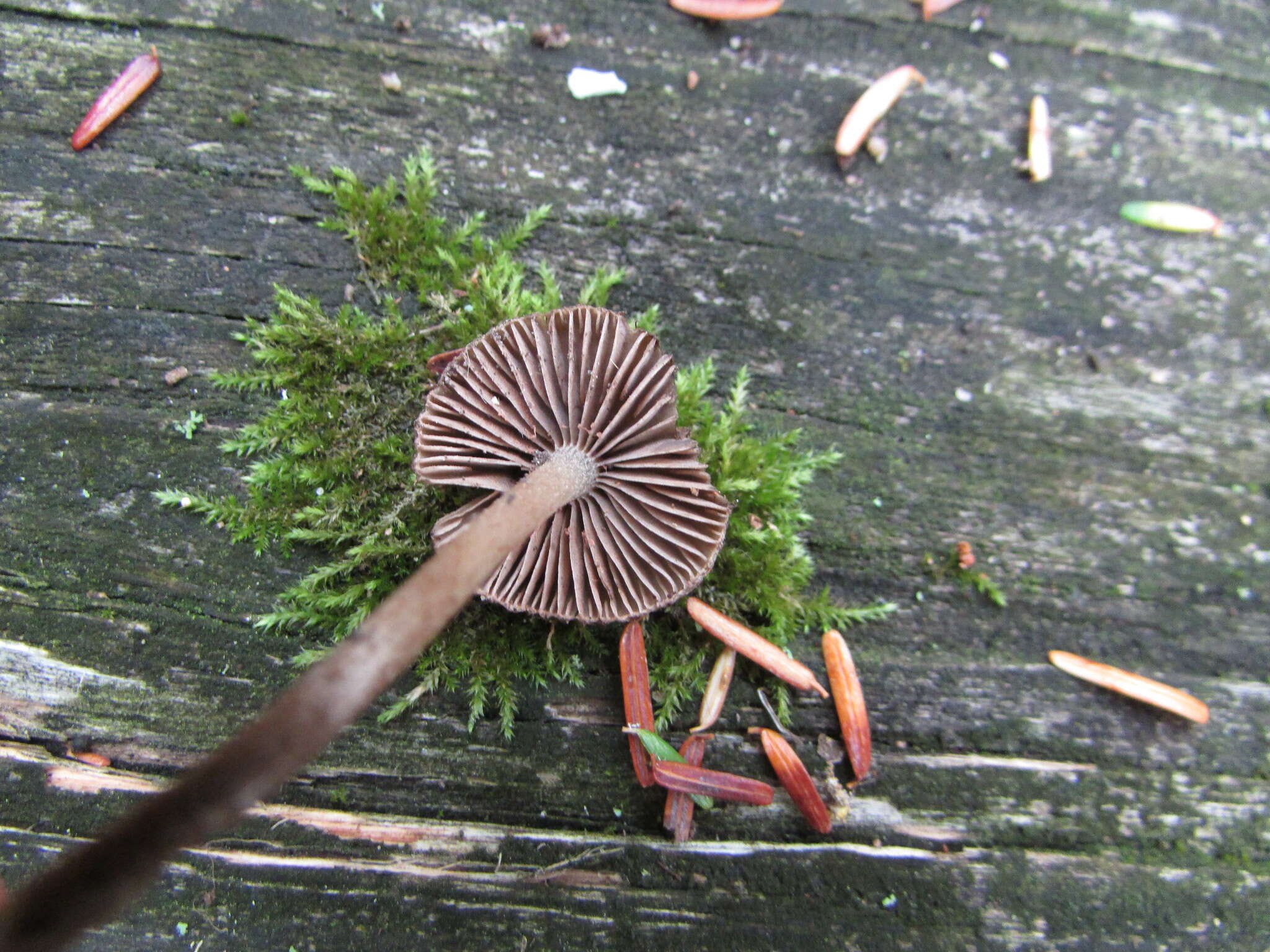 Image of Entoloma nodosporum (G. F. Atk.) Noordel. 1979