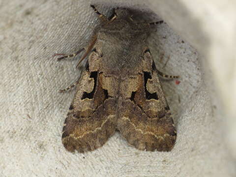 Orthosia gothica Linnaeus 1758 resmi