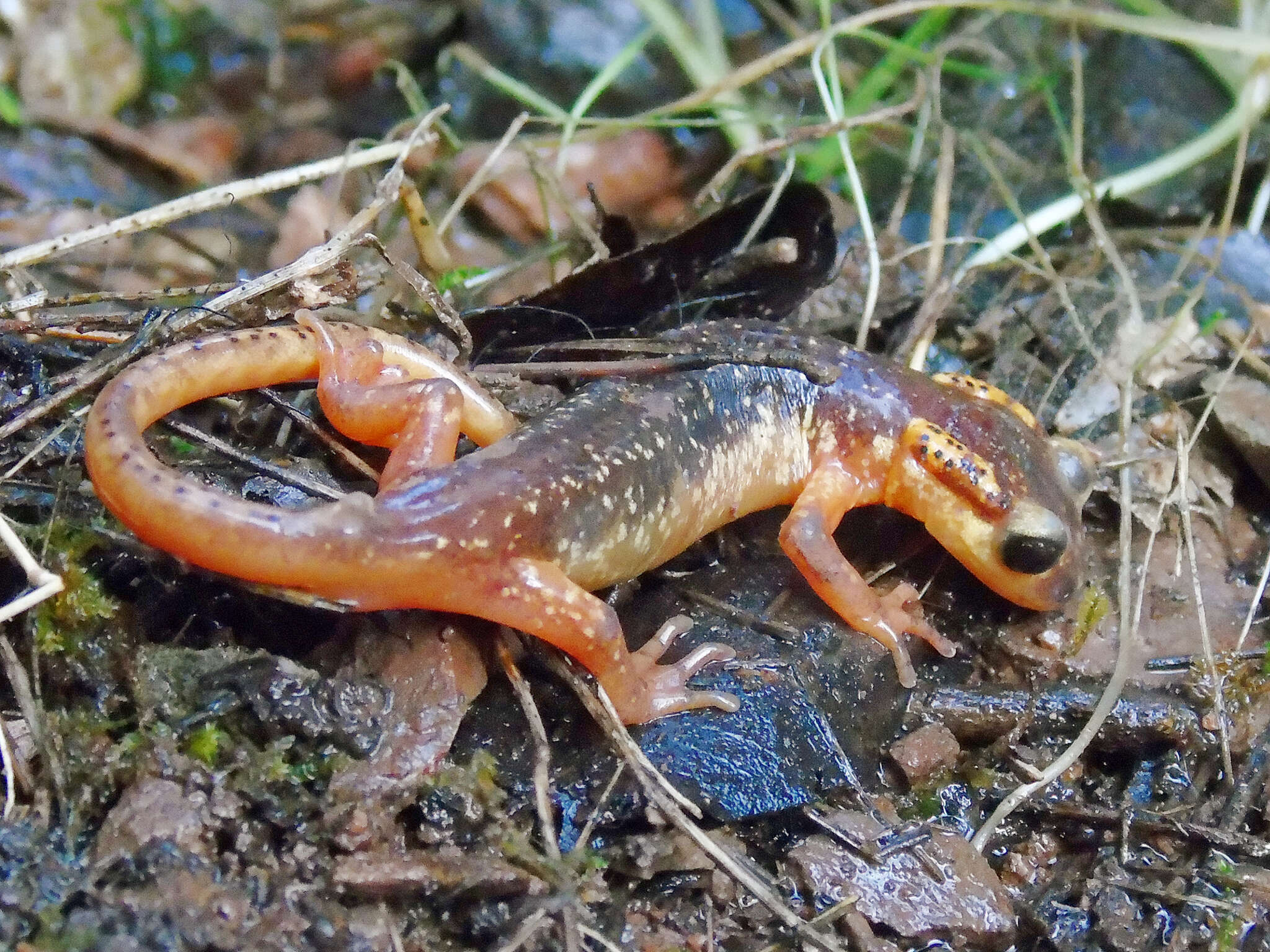 Image de Lyciasalamandra flavimembris (Mutz & Steinfartz 1995)