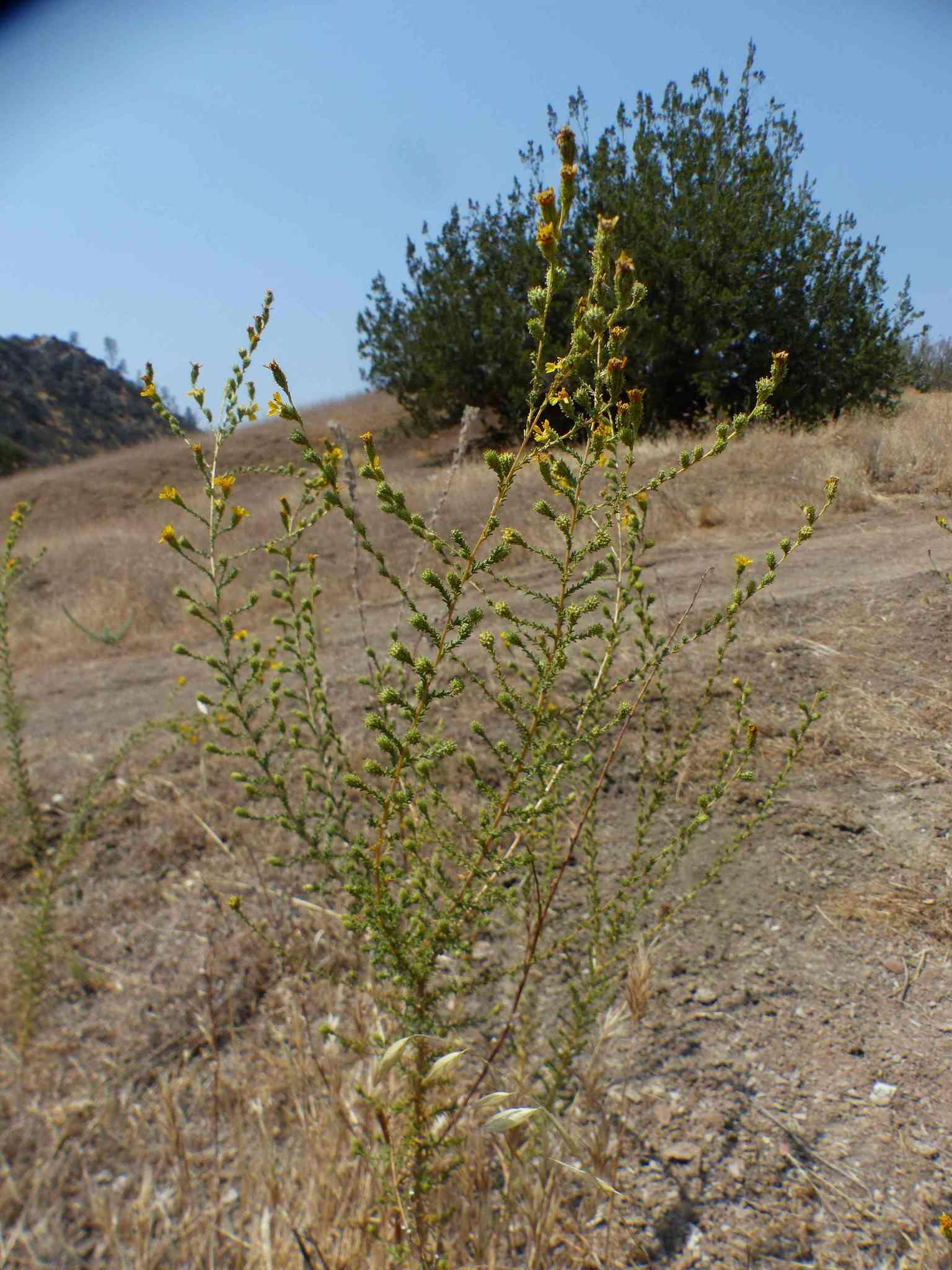 Image of San Joaquin tarweed