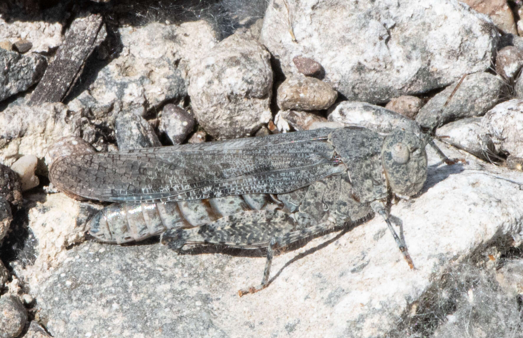 Trimerotropis occidentalis (Bruner & L. 1889) resmi