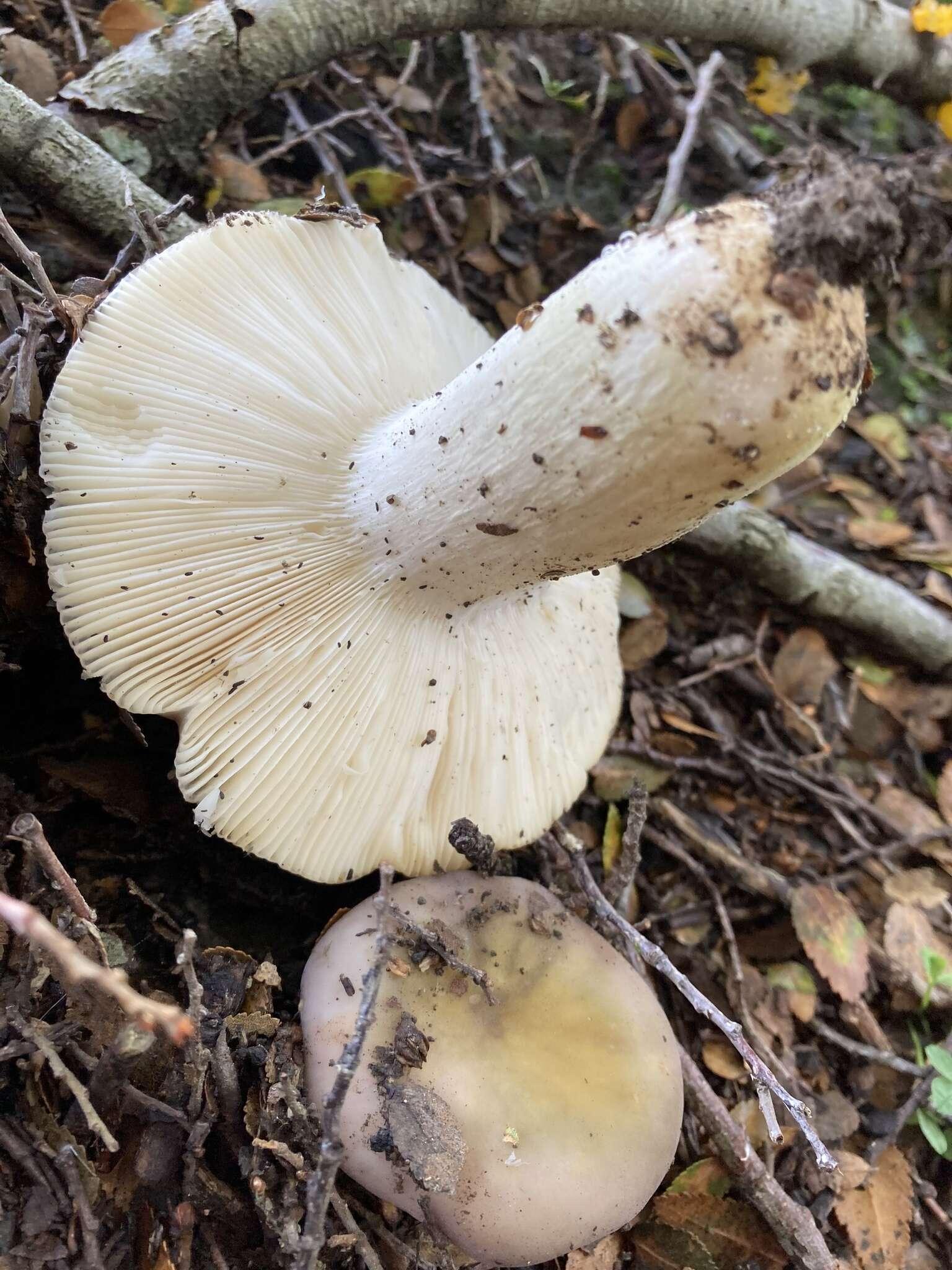 Image of Russula ionochlora Romagn. 1952