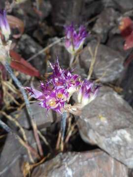 Sivun Allium acuminatum Hook. kuva