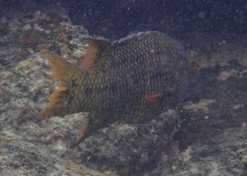 Image of Mexican hogfish