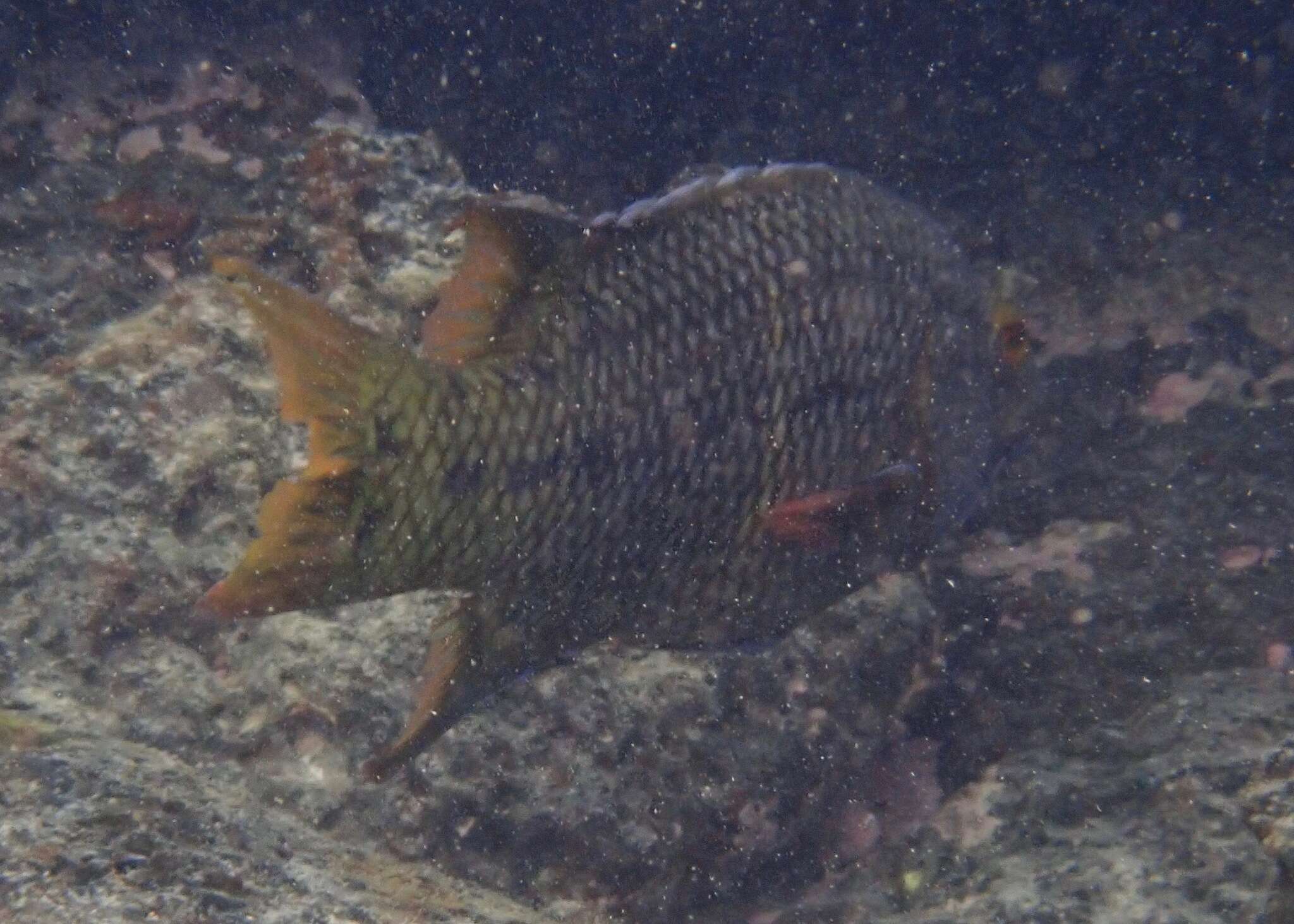 Image of Mexican hogfish