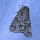 Acronicta pruinosa Guenée 1852 resmi