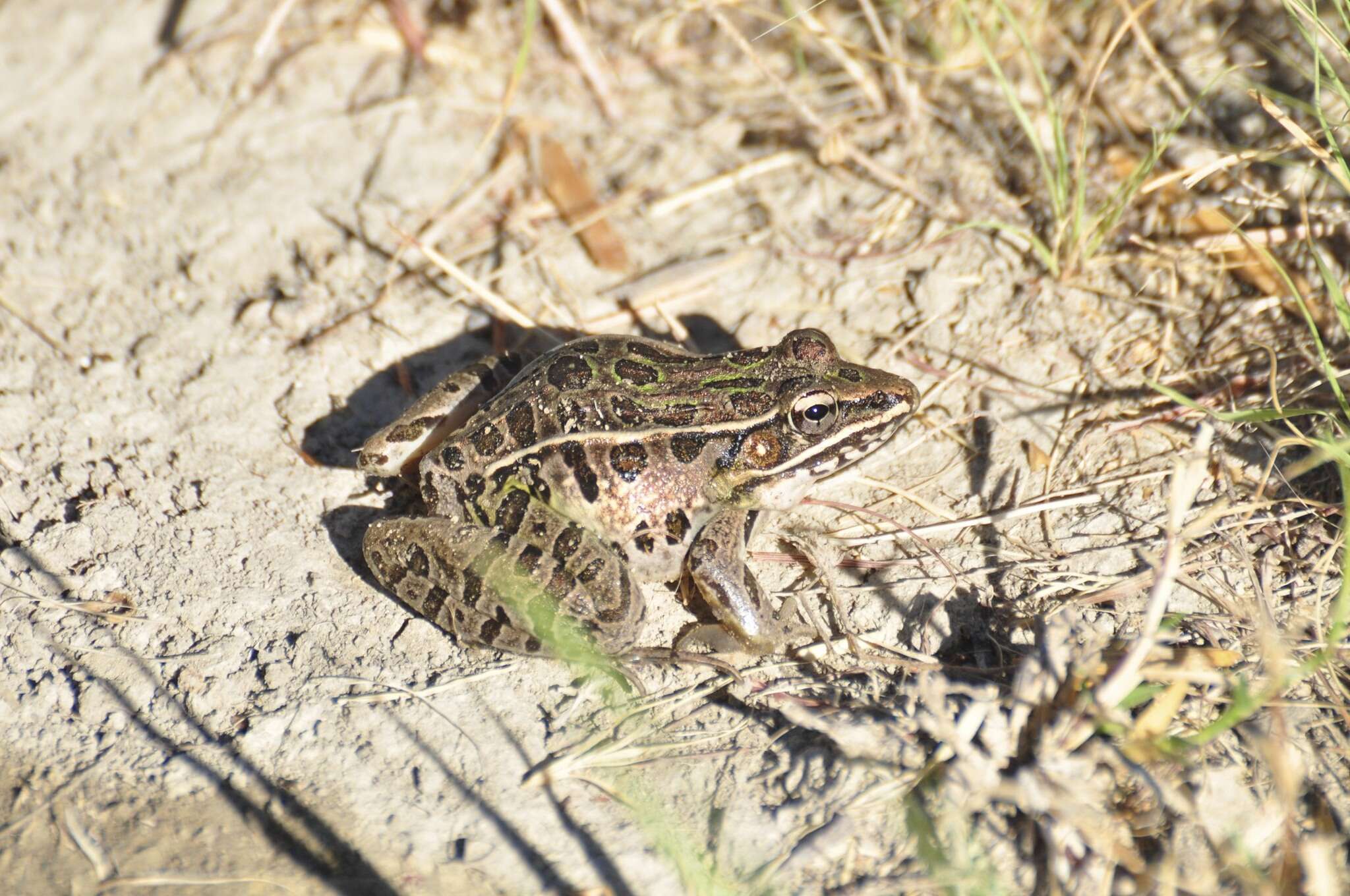 Image of Florida Leopard Frog