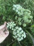 Image of hairy angelica