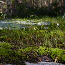 Image of Appalachian stitchwort