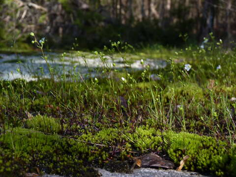 Imagem de Mononeuria glabra (Michx.) Dillenb. & Kadereit