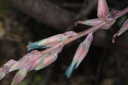 Imagem de Puya spathacea (Griseb.) Mez