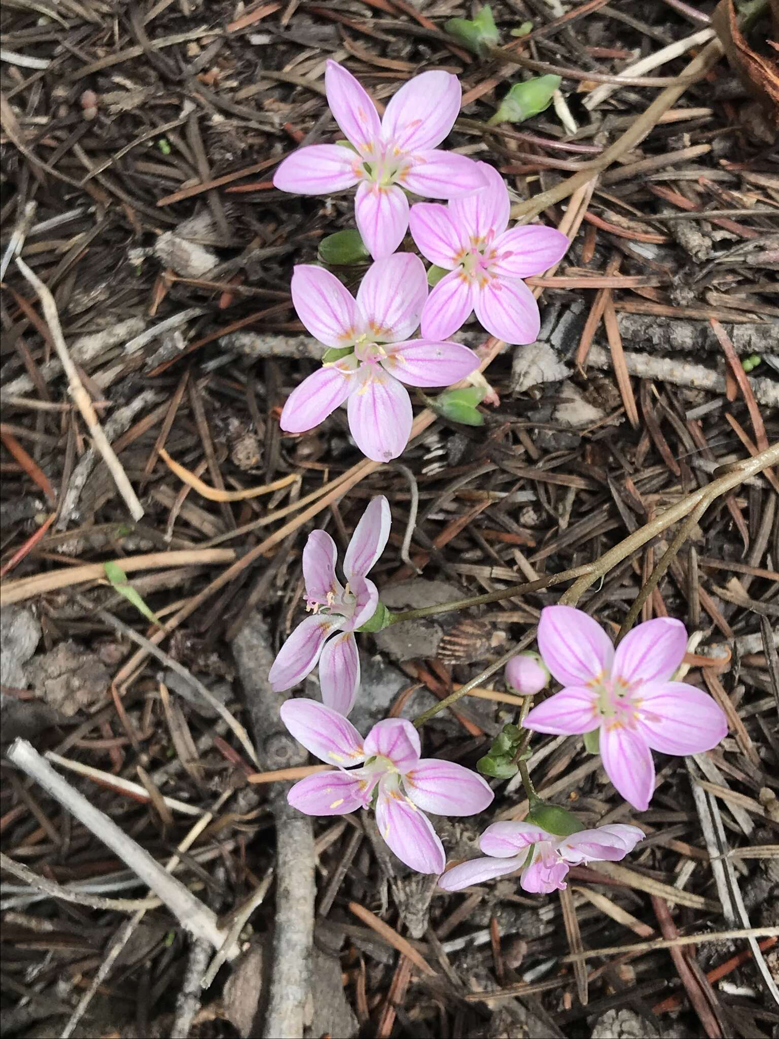 Image of western springbeauty