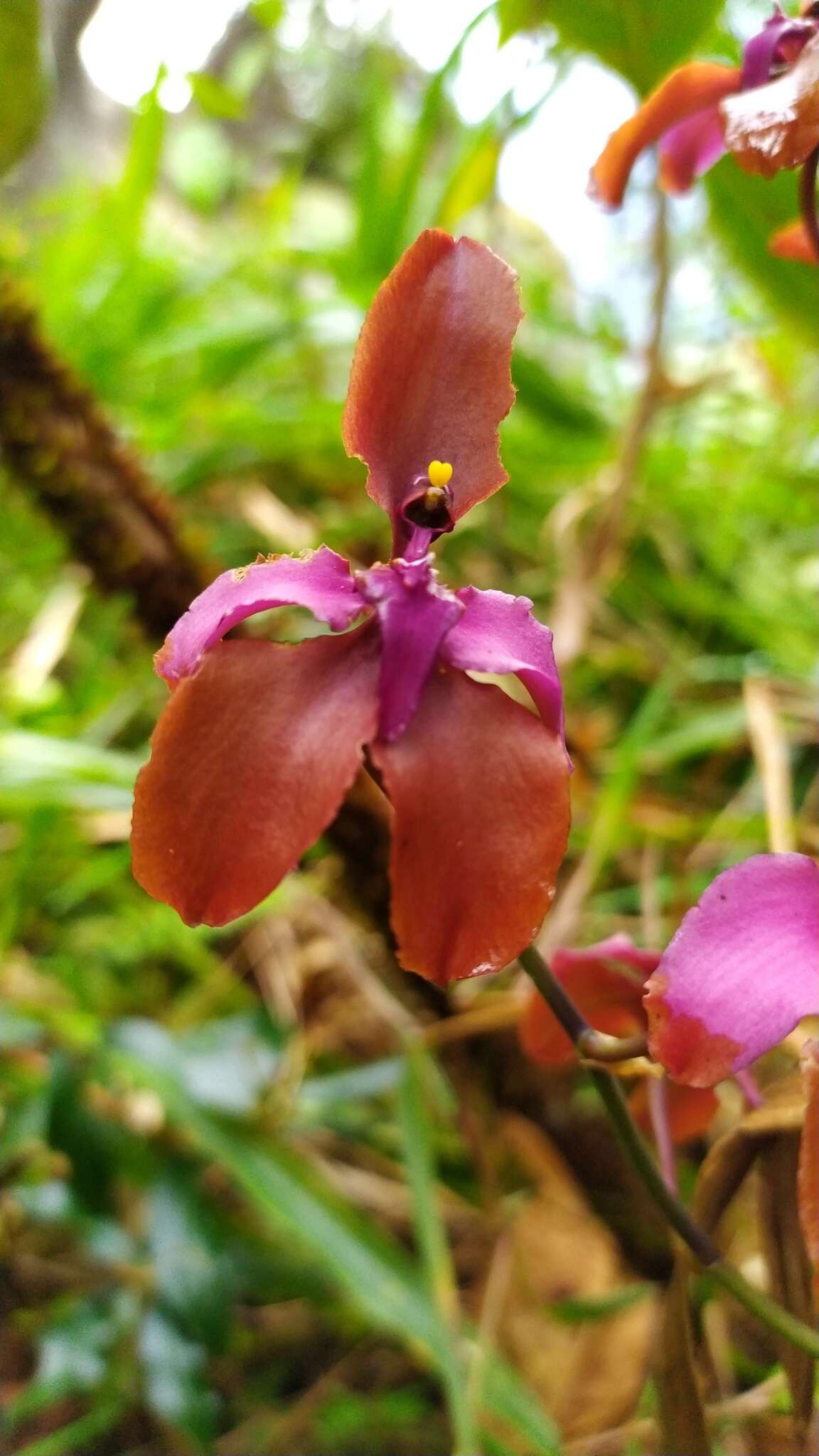 Image of Cyrtochilum orgyale (Rchb. fil. & Warsz.) Kraenzl.