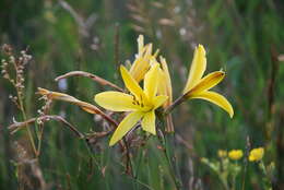 Image of dwarf yellow day lily