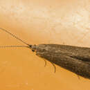 Image of Coleophora lutipennella Zeller 1838