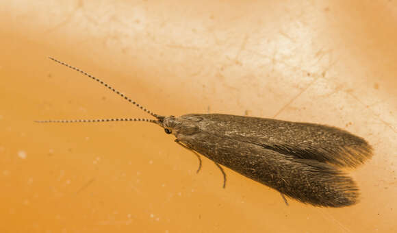 Image of Coleophora lutipennella Zeller 1838