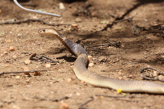 Image of Anchieta's Cobra