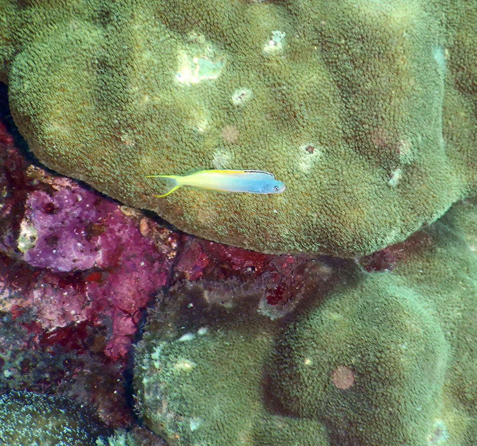 Image of Bicolor fangblenny