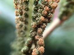 Sivun Plenasium banksiifolium (C. Presl) C. Presl kuva