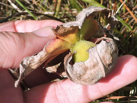 Image of Yellow Trumpets