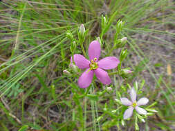 Sabatia brachiata Ell. resmi